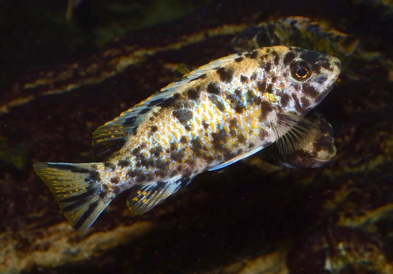 Labeotropheus fuelleborni 'Thumbi West Island'